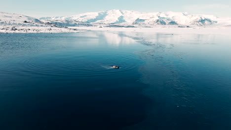 seal slowing swimming to edge of thin layer of ice in blue ocean, jökulsárlón iceland