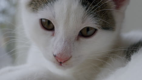 primer plano de la cara de un gato blanco con manchas negras