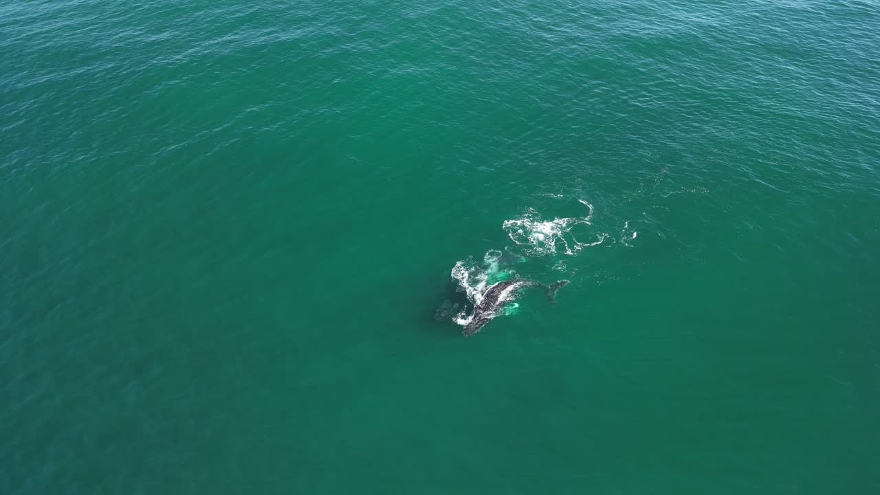 두 마리의 수 고래와 한 마리의 암이 교제와 짓기 행동을 나타니다.