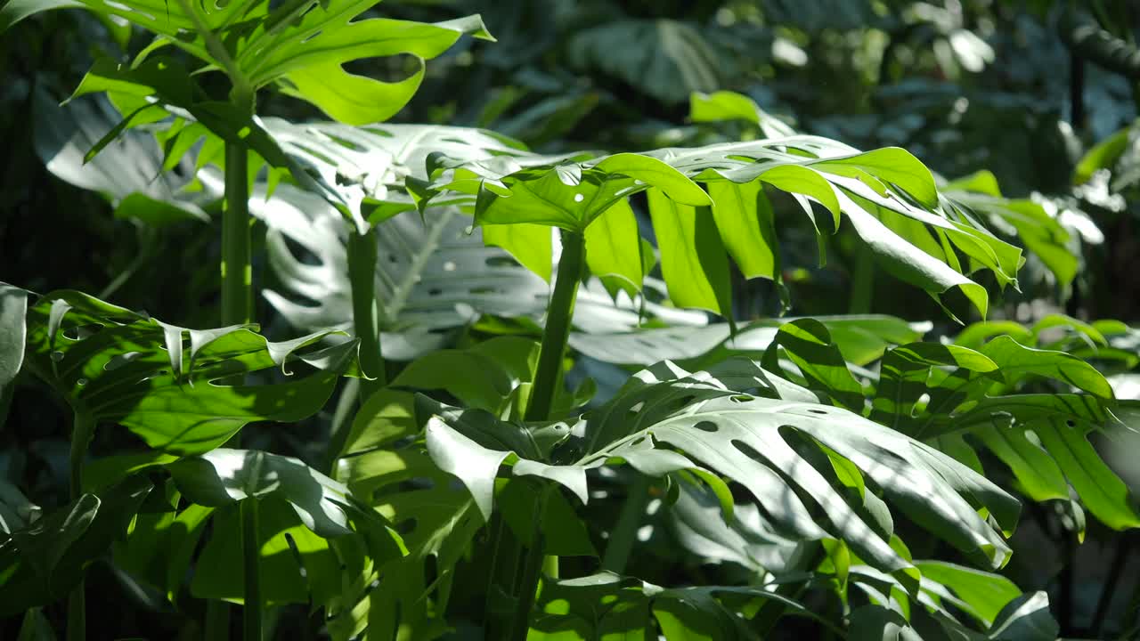 Close-up of Monstera Deliciosa leaves in a lush tropical environment