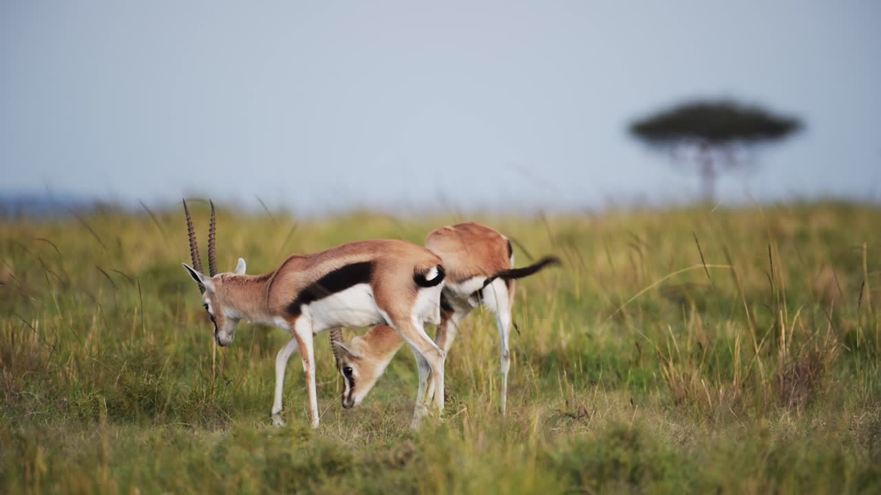 disparo en cámara lenta de dos gacelas juntas pastando y alimentándose de hierba en la sabana, sabana, áfrica animales de safari en masai mara vida silvestre africana en la reserva nacional de masai mara