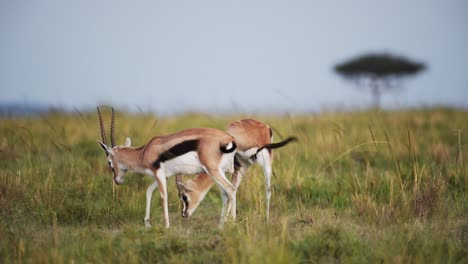 Toma-En-Cámara-Lenta-De-Dos-Gacelas-Juntas-Pastando-Y-Alimentándose-De-Pasto-En-La-Sabana,-Sabana,-Animales-De-Safari-Africanos-En-Masai-Mara,-Vida-Salvaje-Africana-En-La-Reserva-Nacional-Masai-Mara