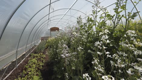 interior of a greenhouse full of colourful plants and flowers in bloom