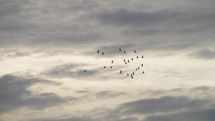 второй мост макартура тайбэй 03