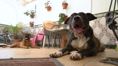 dogs in a courtyard