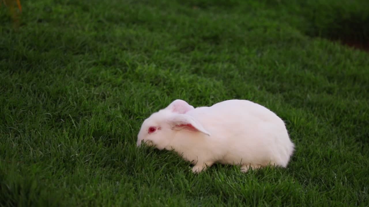 conejo blanco comiendo hierba verde