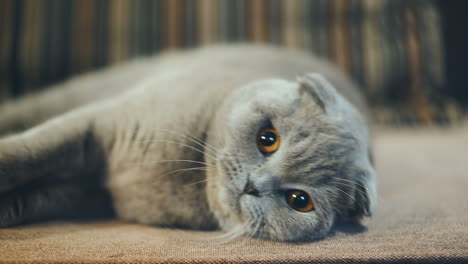 very beautiful british cat is lying on the sofa at home. concept of pets.