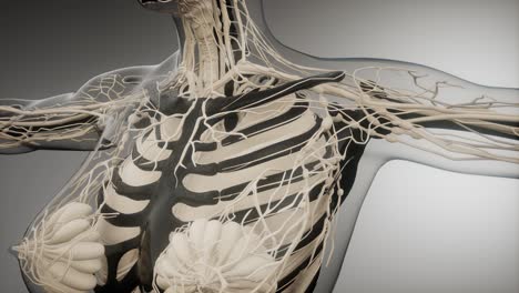 Transparent-Human-Body-with-Visible-Bones