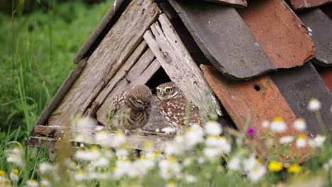 tawny owl landing on owl house, feeding her young, flying away toward camera, landing on tree stump, close up, slow motion