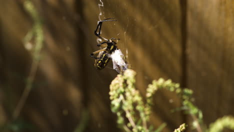 una araña de jardín amarilla atrapó a su presa - de cerca