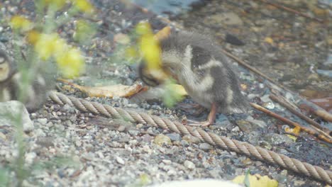 adorable week old mallard duckling stops on shore to begin preening itself