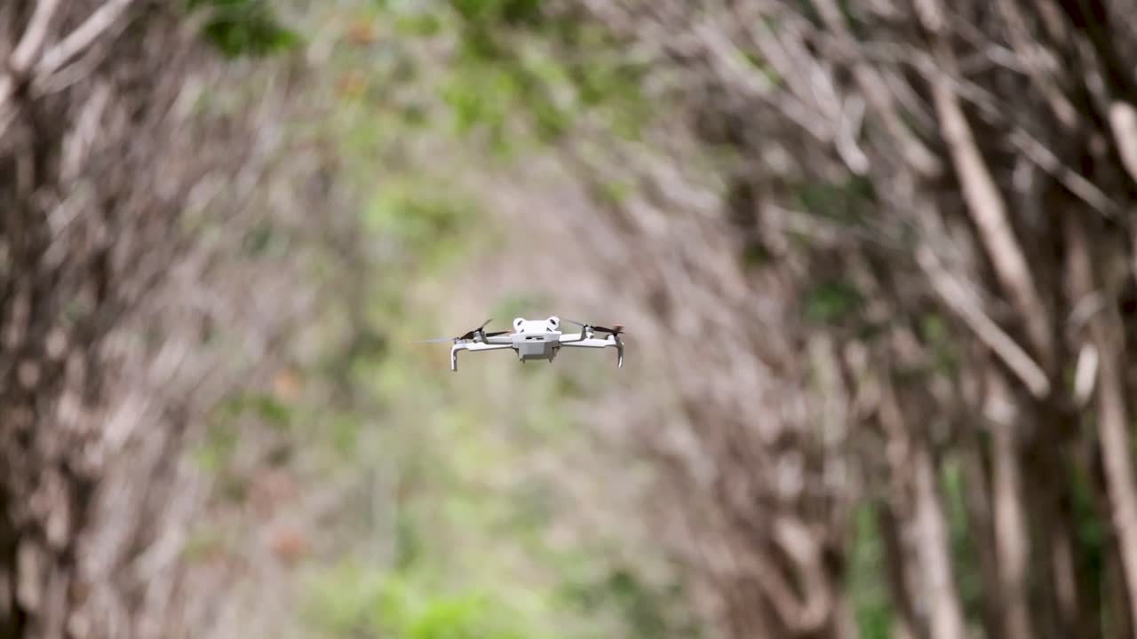 A drone flies smoothly through a lush rubber tree plantation in Phuket, Thailand, captured in natural daylight