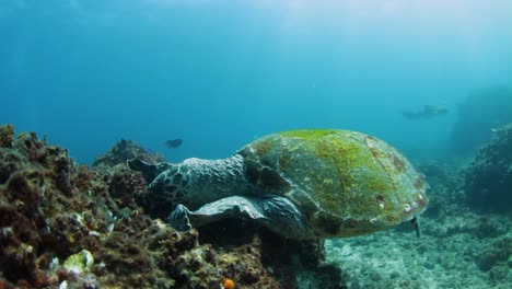 una tortuga carey hambrienta en peligro de extinción comiendo coral y esponjas marinas en un arrecife