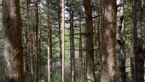 sunny dense pine forest spring panning right gimbal