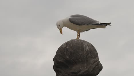 seagull on top of column in barcelona