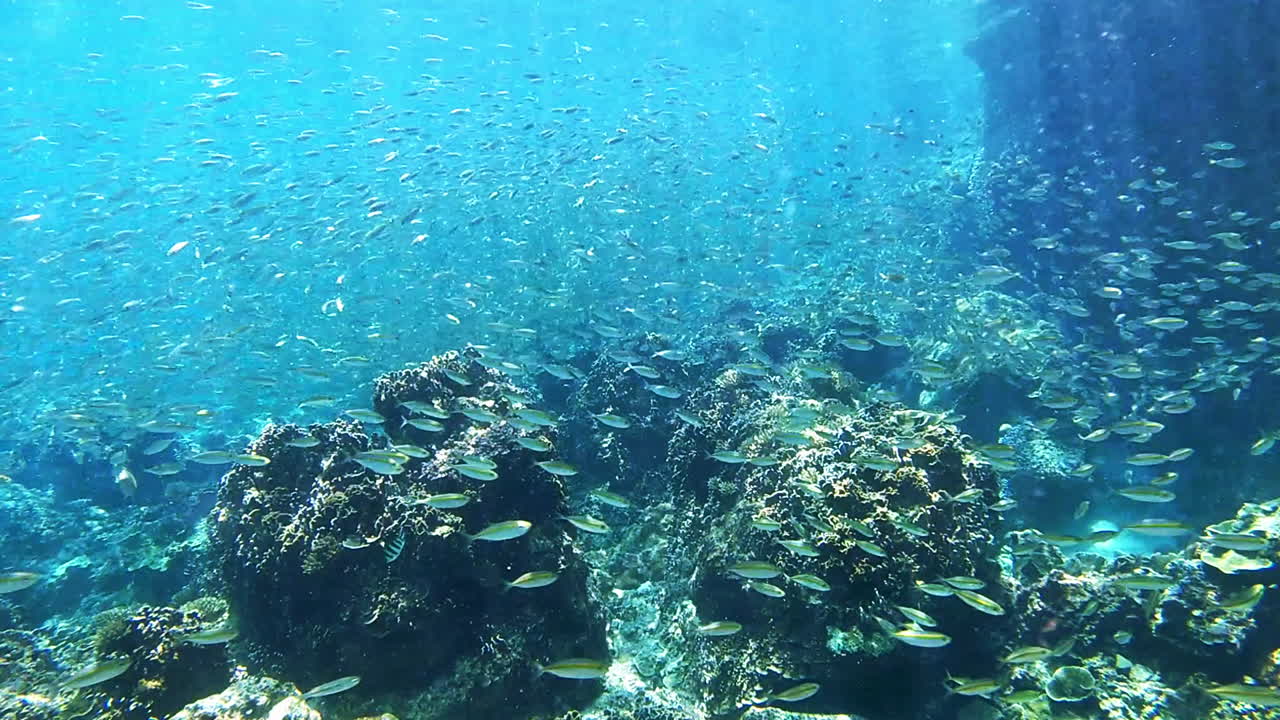 표면  ⁇ 에는 훨씬 더 많은 생명체가 있습니다.