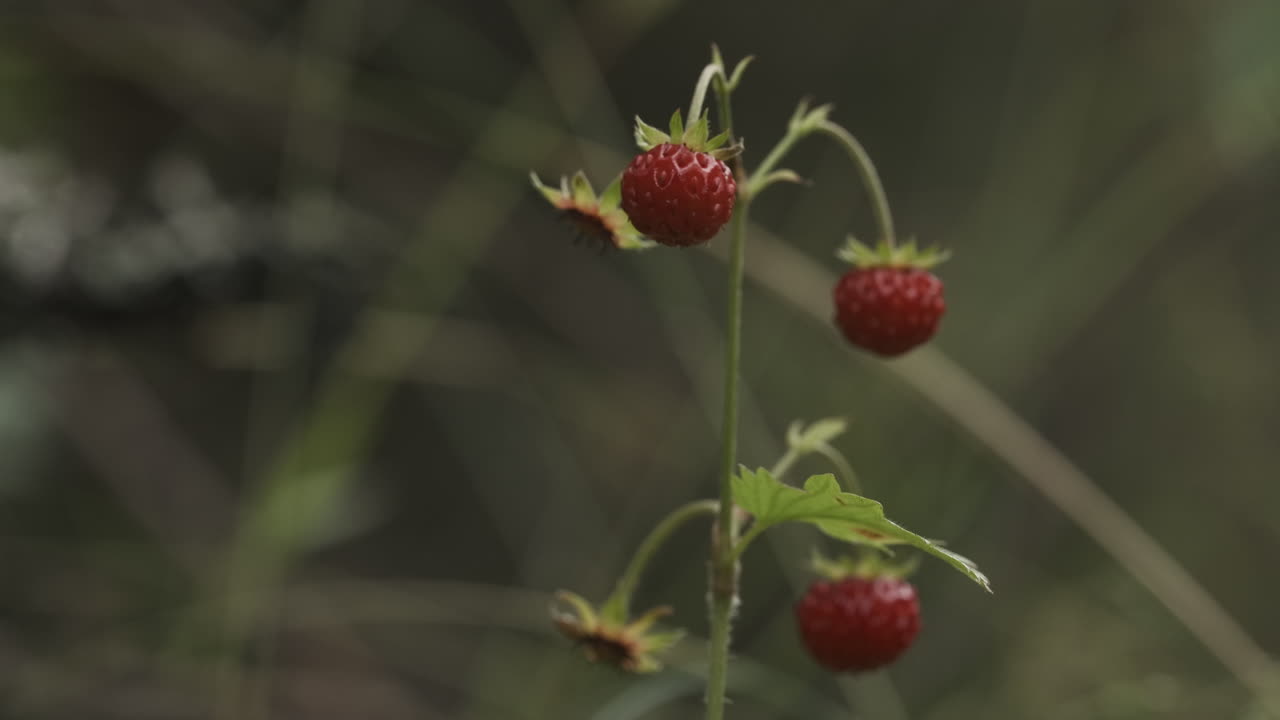 Wild Strawberries in Forest