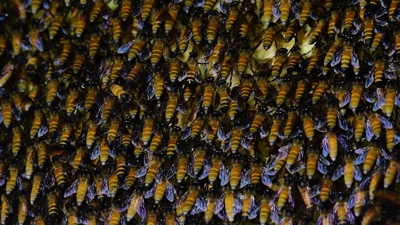 se sabe que las abejas melíferas gigantes construyen grandes colonias de nidos con bolsillos simétricos hechos de cera para almacenar miel como fuente de alimento.