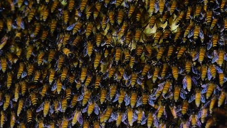 Se-Sabe-Que-Las-Abejas-Melíferas-Gigantes-Construyen-Grandes-Colonias-De-Nidos-Con-Bolsillos-Simétricos-Hechos-De-Cera-Para-Almacenar-Miel-Como-Fuente-De-Alimento.