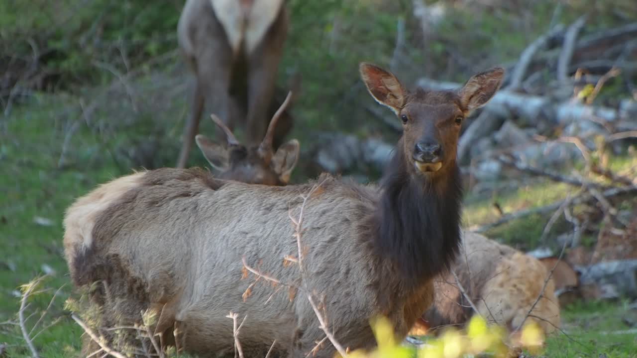Wapiti che guarda la telecamera in Canada