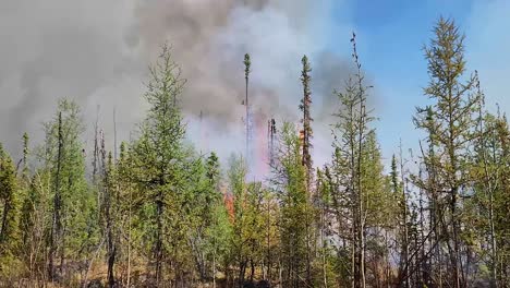 trees on fire in canadian wilderness, escalating wildfire