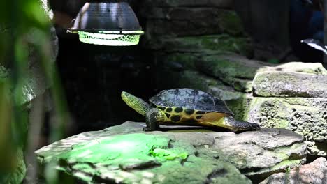 A-Red-eared-aquatic-turtles-at-the-indoor-rainforest-in-Dubai,-United-Arab-Emirates