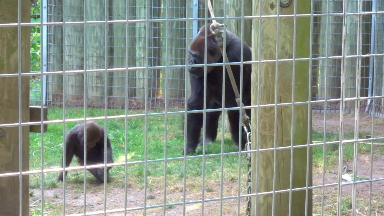 un bebé gorila y su padre