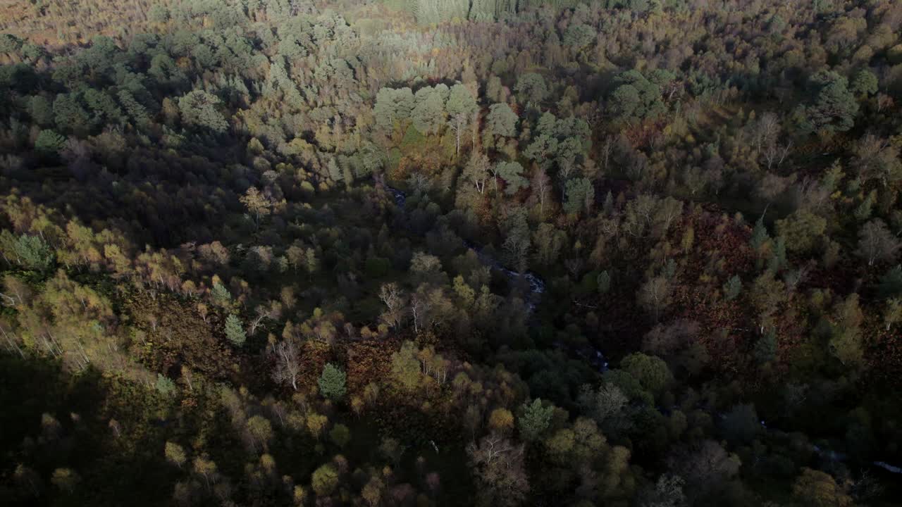 un dron vuela lentamente sobre el dosel de abedules nativos en pleno color otoñal hacia un pequeño fragmento aislado del antiguo bosque caledonio