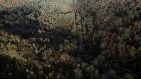 Un-Dron-Vuela-Lentamente-Sobre-El-Dosel-De-Abedules-Nativos-En-Pleno-Color-Otoñal-Hacia-Un-Pequeño-Fragmento-Aislado-Del-Antiguo-Bosque-Caledonio