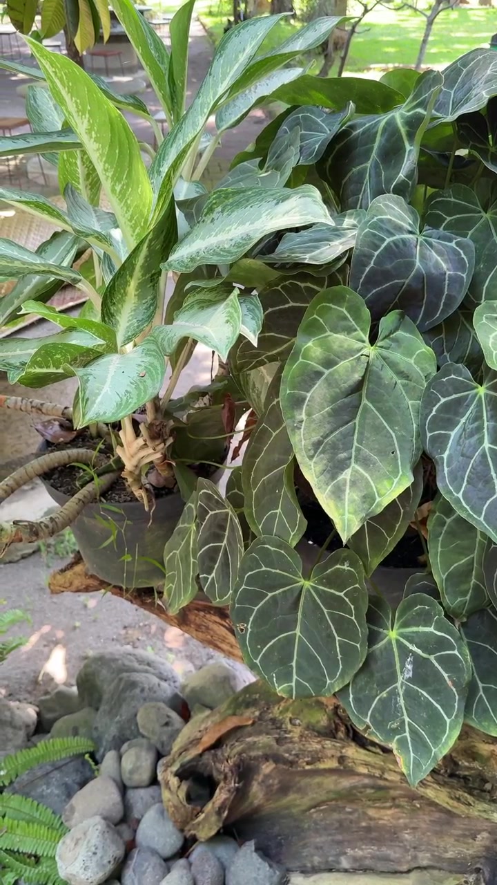 Ahşap Kütük Üzerinde Saksılı Antoryum ve Aglaonema Bitkileri