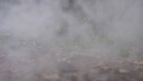 haze background. abstract cloud of smoke. smoke in slow motion on a forest background. white smoke slowly floating in space.