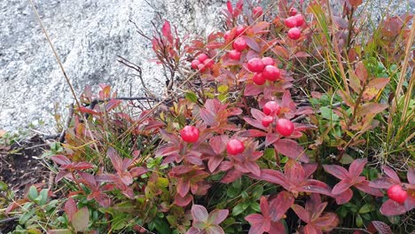 close up of norwegian trundra vegetation