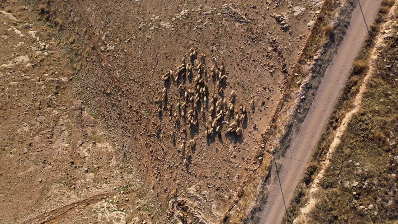 건조 한 풍경 에 있는 양