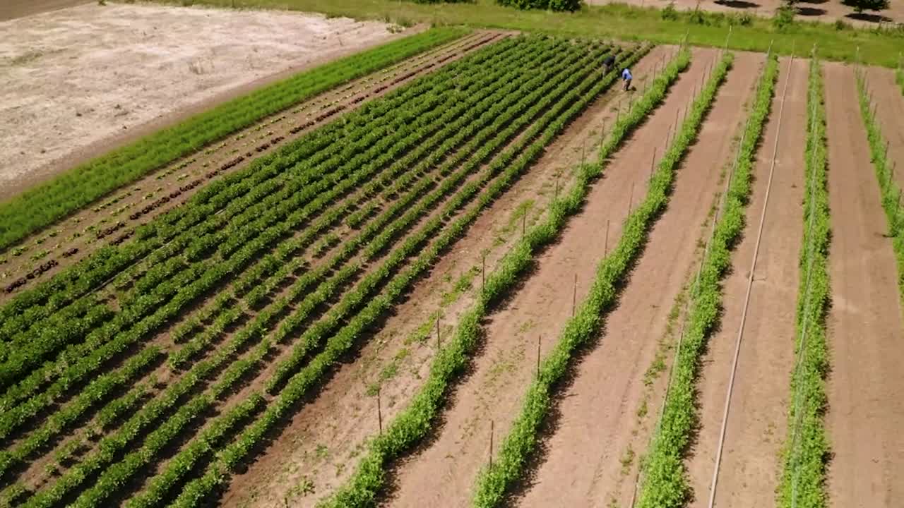 terreno cultivado con una amplia gama de cultivos plantados controlados por agrónomos en primavera