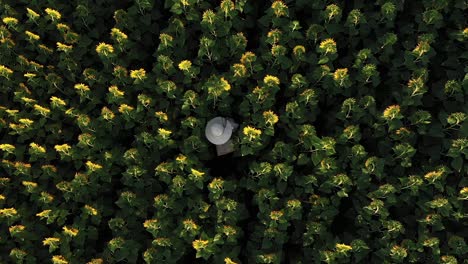 Girl-hides-among-sunflowers-reading-book-in-solitude-golden-hour-top-down-view