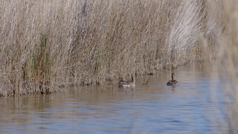 Plano-Medio-De-La-Familia-De-Gansos-De-Ganso-Silvestre-Nadando-En-Un-Lago