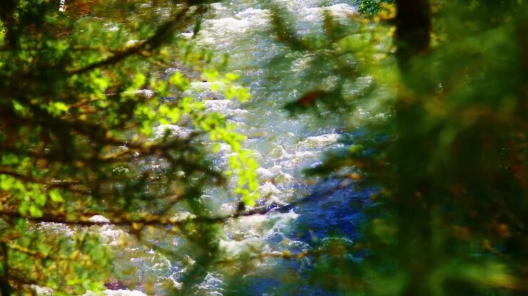 Un ruscello di montagna scorre tra alberi verdi. L'acqua scintilla sotto la luce del sole. Vista incorniciata da rami di pino. L'energia pacifica della natura. Ideale per video sulla natura, viaggi o meditazione.