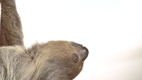 white background sloth with copy space hanging upside down