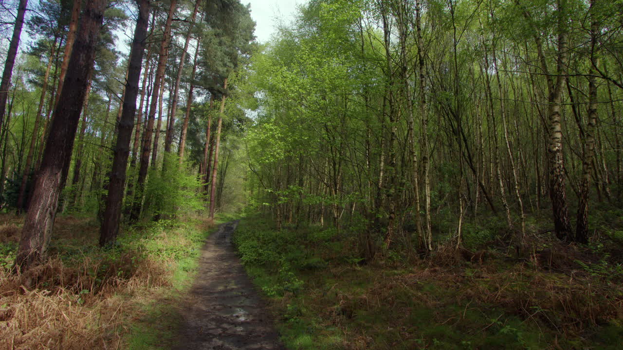 오른쪽에 실버 버치가 있는 숲길의 넓은 은 노팅엄셔의 숲에서 왼쪽에 있는 프레임 소나무입니다.