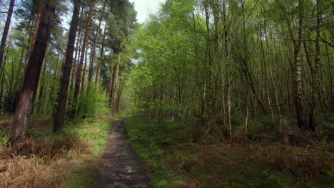 wide-shot-of-a-forest-path-with-silver-Birch-on-the-right-are-frame-pine-trees-on-the-left-of-frame-in-a-forest-in-Nottinghamshire