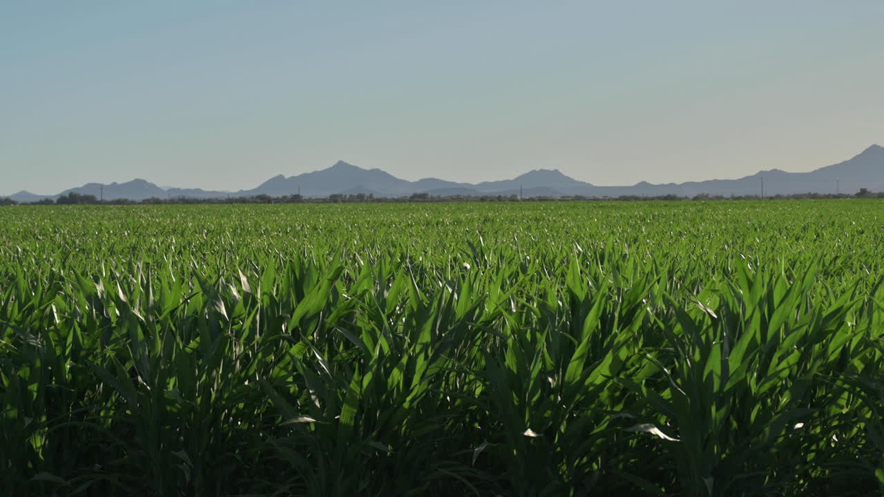 hermoso paisaje en el entorno rural sobre el maizal verde en tucson, arizona - tiro estático