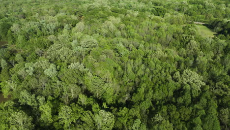 wolf river's lush canopy in collierville, tennessee, under daytime light, aerial view