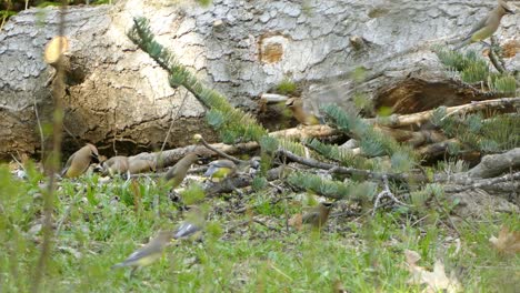 Flock-of-Cedar-Waxwing-birds-on-forest-ground-eating