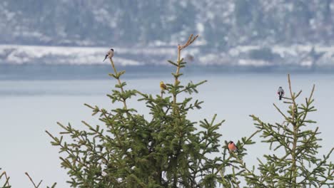 pájaros bullfinch euroasiáticos sentados en pinos noruegos con un lago al fondo