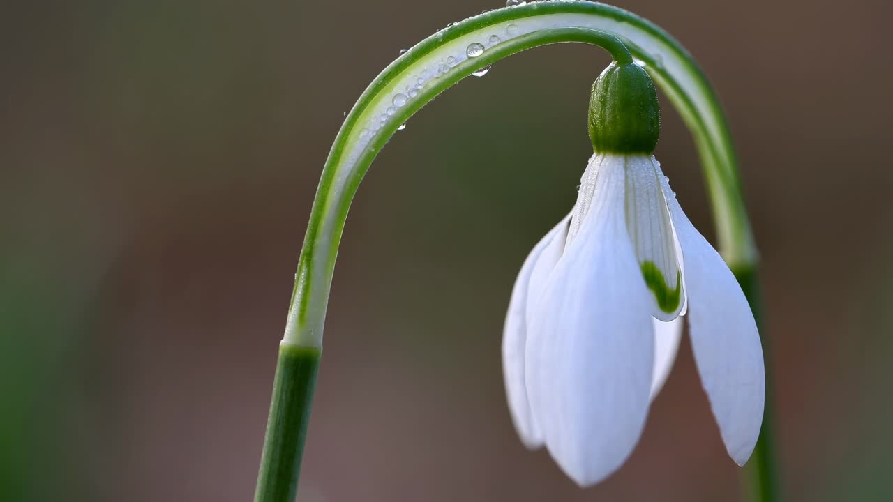 Primo piano di un delicato bucaneve con la rugiada, ripreso all'altezza degli occhi.