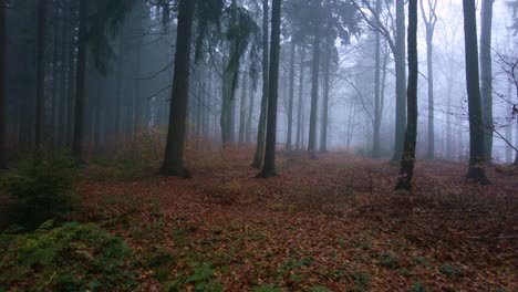 Bosque-Caducifolio-En-Una-Mañana-Fría-Cubierta-De-Niebla