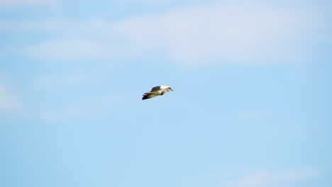 Zeitlupe-Eines-Kiebitzvogels,-Der-Im-Flug-In-Afrika-Fliegt,-Afrikanische-Vögel-Auf-Wildtiersafari-In-Der-Masai-Mara,-Kenia,-In-Der-Luft-Mit-Blauem-Himmel,-Vogelwelt-Der-Masai-Mara