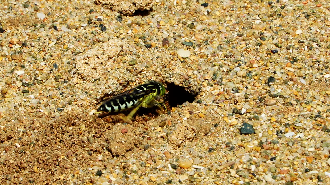 Sand wasp or bembicini digging a burrow in the sand, close up