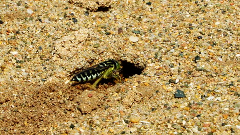 sand wasp or bembicini digging a burrow in the sand, close up