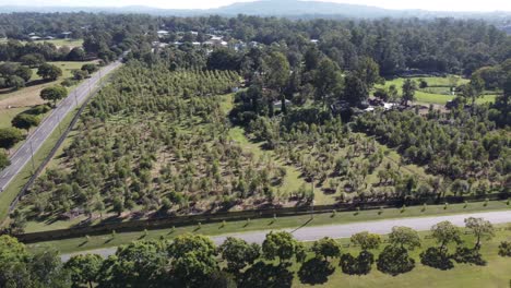 Aerial-view-of-a-fruit-tree-plantation-near-a-road-in-Australia